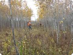 Grouse hunters crossing through a stand of Aspen. Photo provided by RGS.  RGS photo 2 - Moon